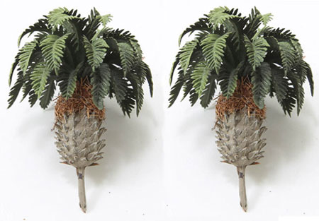 Dollhouse Miniature Sago Palm Trees, 2 Inch Tall, 2Pc